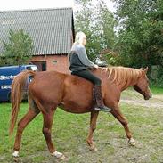 Arabisk fuldblod (OX) Flavia