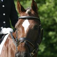 Welsh Cob (sec D) Dankirkeby icon - Solgt