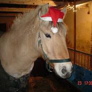 Fjordhest dante stanstorp