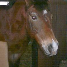 Anden særlig race My Lucky Lukas<3 - Solgt 