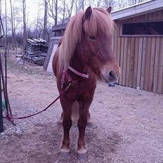 Islænder Landi <3 *solgt*