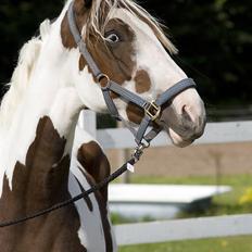 Pinto Bonanza (Baby) **død**