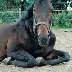 Oldenborg Charmeur  Solgt