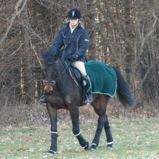 Oldenborg Charmeur  Solgt