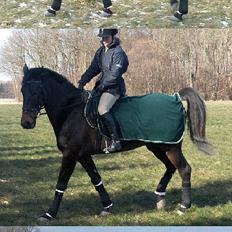 Oldenborg Charmeur  Solgt