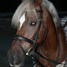 Welsh Cob (sec D) Dankirkeby icon - Solgt