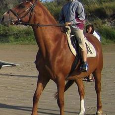 Anden særlig race StaldSakstrup's Dusty...!
