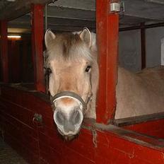 Fjordhest Charlie-lever ik' længere
