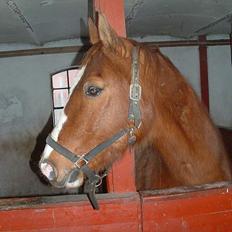 Anden særlig race Ganzie-lever ikke længere