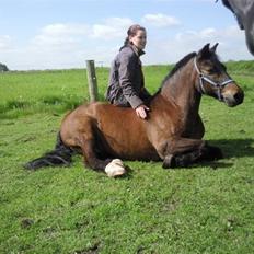 New Forest Red knigth