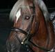 Welsh Cob (sec D) Dankirkeby icon - Solgt