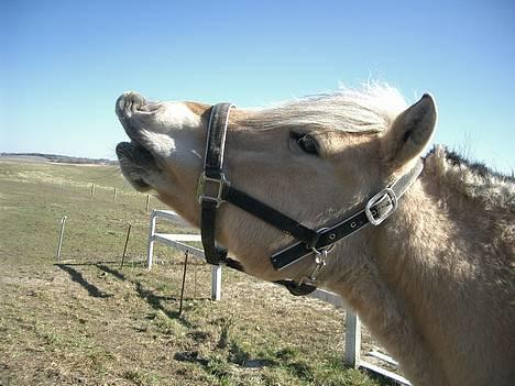 Fjordhest Freja †RIP 23/11-2010 - 2006 billede 8