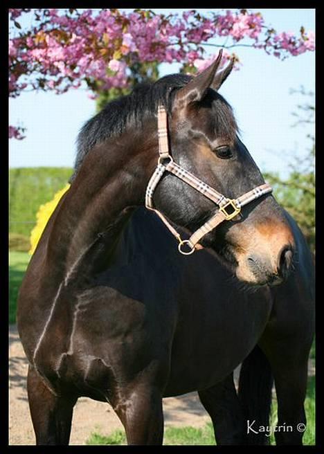 Oldenborg Sigurd Søndervang †  - Smuk som et stjerneskud d. 28 April 2007 billede 11