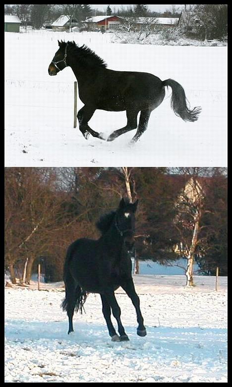 Oldenborg Sigurd Søndervang †  - Øverst:Sigurd i galop i sne-storms sneen d. 23-2-2007, Nederst: Sigurd traver på folden d. 15 februar 2005 billede 12