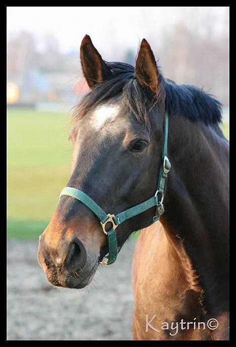 Oldenborg Sigurd Søndervang †  - Min smukke dreng d. 1 April 2007 billede 15