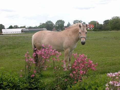 Fjordhest Ågerupgårds Mickey -Solgt - Mickey i blomsterne d. 12 juni 2005 billede 11