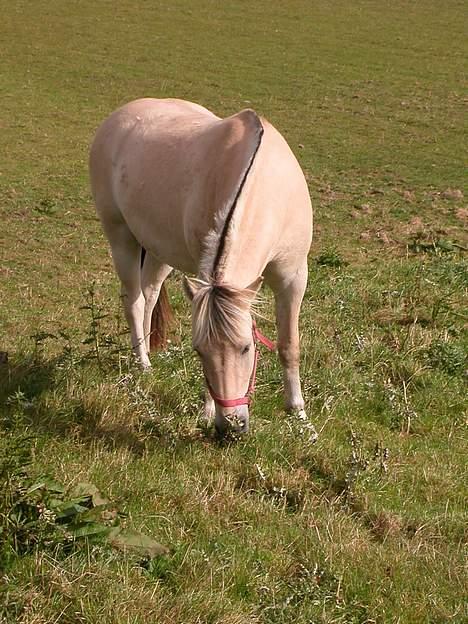 Fjordhest Ågerupgårds Mickey -Solgt - Min dejlige Mickey-mus på sommerfold 2004 billede 12