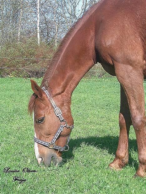 Oldenborg Freja - 1982 til 2013 R.I.P billede 10