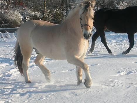 Fjordhest Ågerupgårds Mickey -Solgt - Den vilde hest... I sneen, januar 2006 billede 14