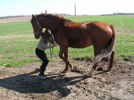 Oldenborg Freja - 1982 til 2013 R.I.P - Lidt problemer med opstillingen..? billede 13