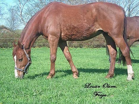 Oldenborg Freja - 1982 til 2013 R.I.P - nam nam.. græsss.... billede 14