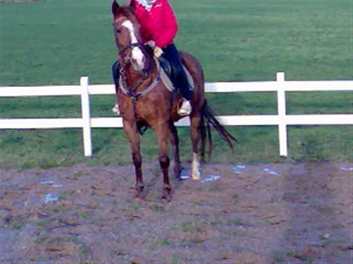 Oldenborg Freja - 1982 til 2013 R.I.P - Så kom vores førl stella (Jannie o) og drillede os, og så blev Freja hidsig.... :S billede 16