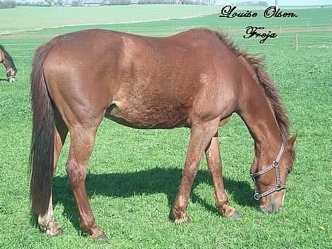 Oldenborg Freja - 1982 til 2013 R.I.P - grønt græs er bedst! billede 17