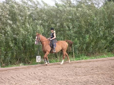 Dansk Varmblod cistel - (også et billede fra mig) - Christina billede 9