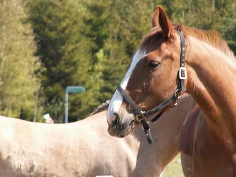 Dansk Varmblod cistel billede 10