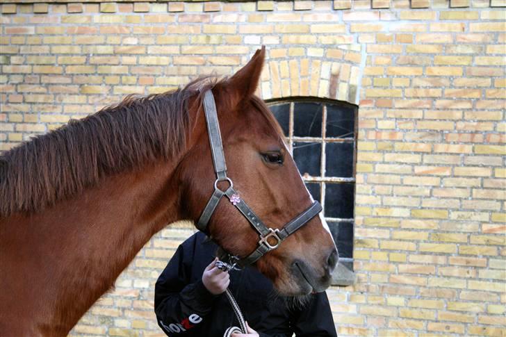 Dansk Varmblod cistel billede 11