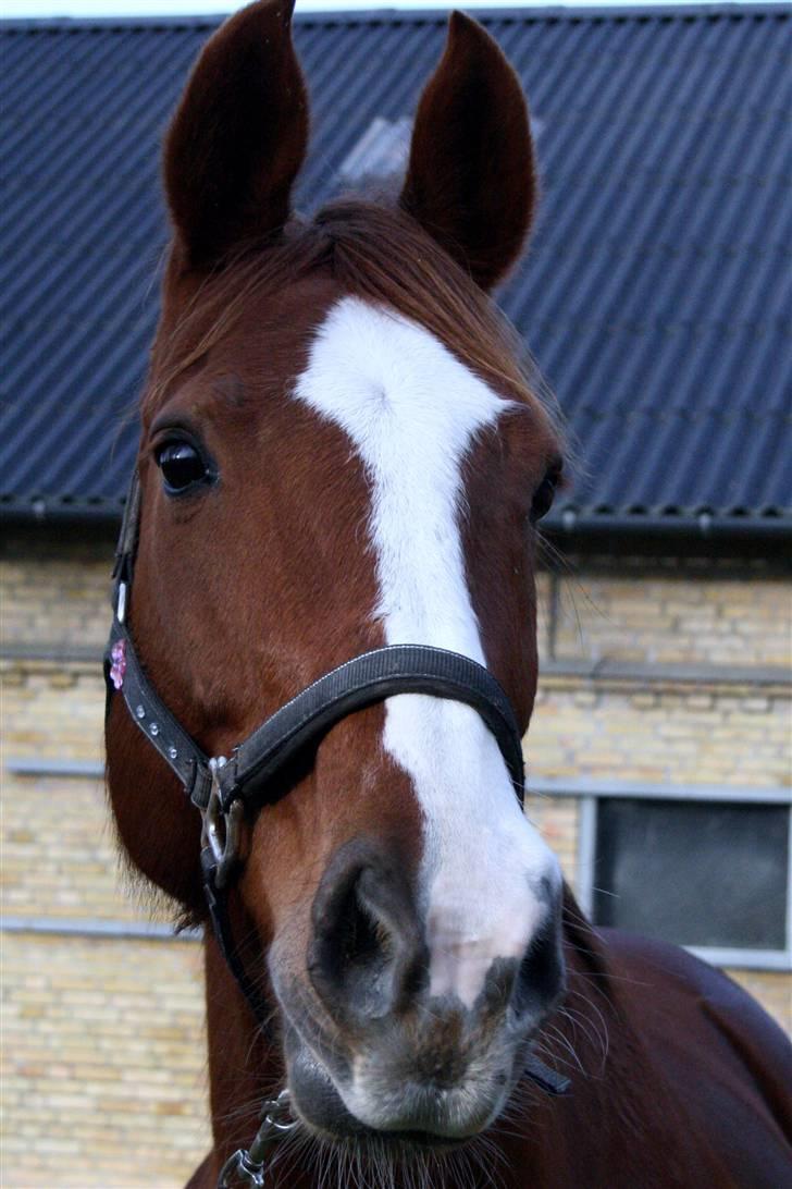 Dansk Varmblod cistel billede 12