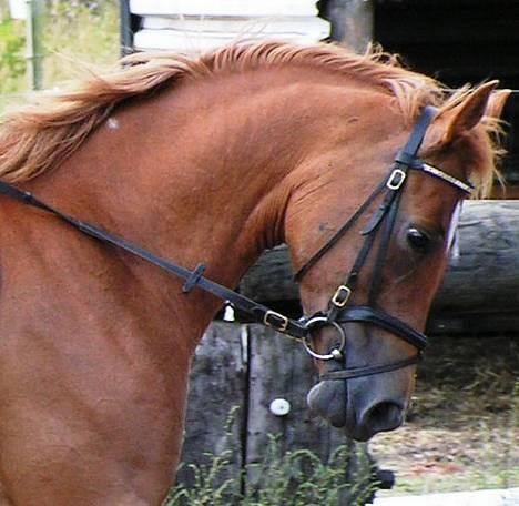 Tysk Sportspony Agness - solgt  - Agnes og jeg, opvarmning, lægger den lidt dybt.  Foto: Tine N billede 14