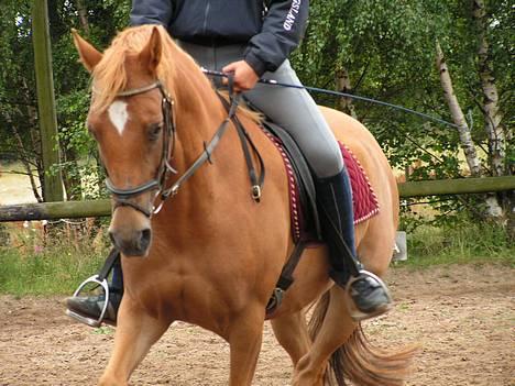 Tysk Sportspony Agness - solgt  billede 17