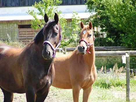 Tysk Sportspony Agness - solgt  - Tines Jolly Jumper på sommerferie. billede 19