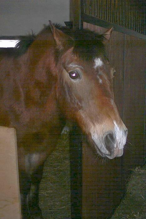 Anden særlig race My Lucky Lukas<3 - Solgt  - Vinter 2005  - Han er bare sød ;D billede 1