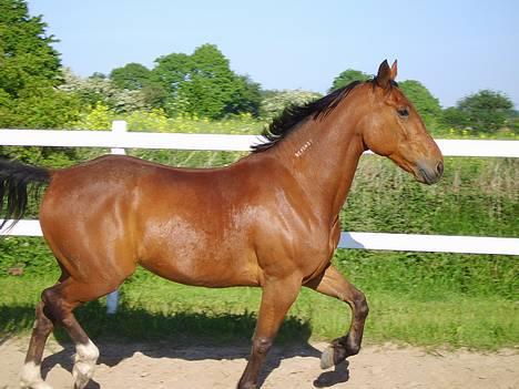 Traver La Cour *R.I.P* - Her er han så min smukke hypper!! billede 1