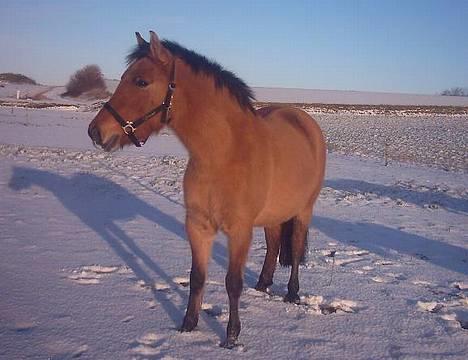 Anden særlig race  Bambi - Bambi med islænderpels! Uhh.. billede 12