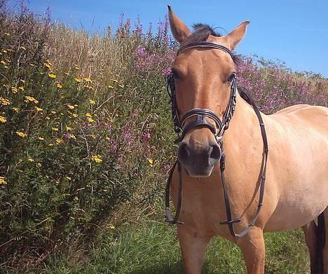 Anden særlig race  Bambi - Sidste sommer billede 13