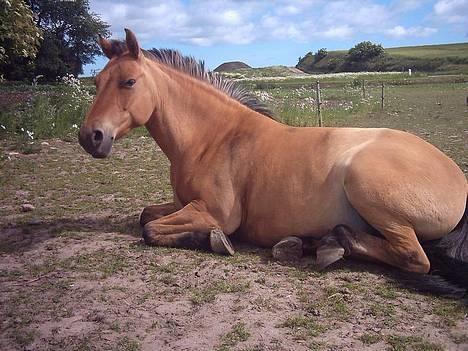 Anden særlig race  Bambi billede 15
