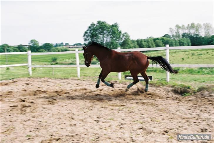 Traver La Cour *R.I.P* - Han er så fin. billede 3