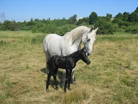 Connemara Birkely Spokojna - Stolt mor med sit første føl født 8/7-05. Kojna klarede selv folningen og er en super mor! Hingsteføllet Silver er ca. 8 timer gammel på billedet.  billede 14