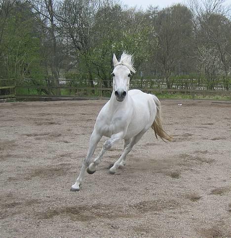 Connemara Birkely Spokojna - WOW! Galop på ridebanen, 2½ måned før Silver blev født. 29/4-05 billede 15