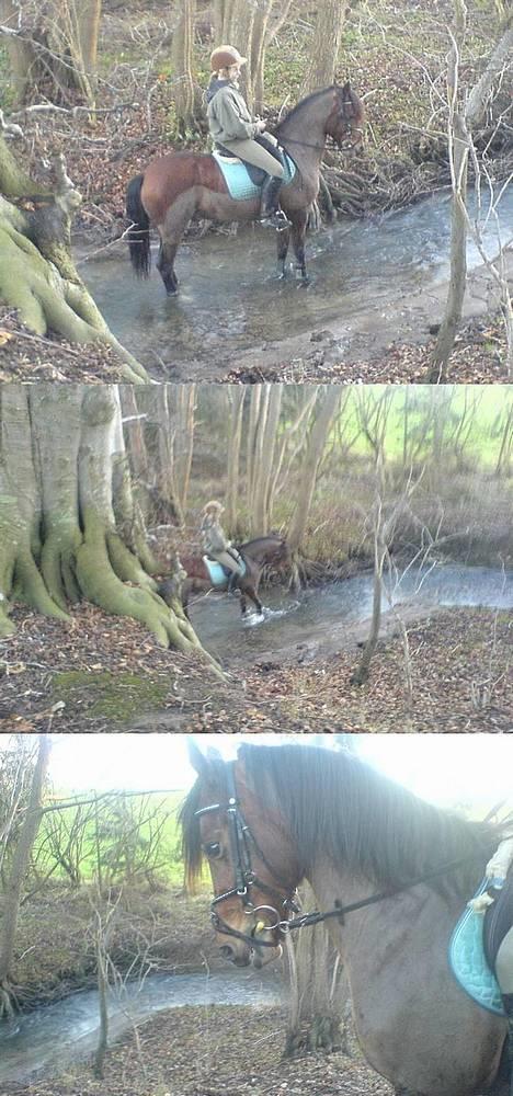 New Forest Kvægenbjergs Scheik RIP - En tur til åen og bag efter lidt tærren spring <3 Fotograf: Ellen G billede 16