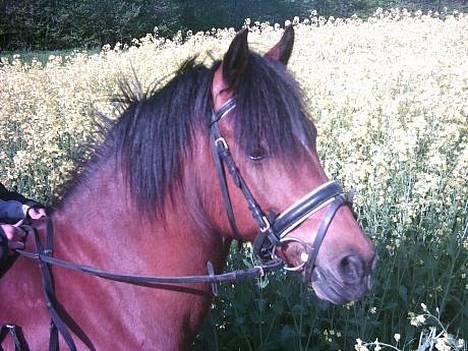 New Forest Kvægenbjergs Scheik RIP - Scheik og jeg på tur <3 Fotograf: Linda L (Prinz´ ejer) billede 17