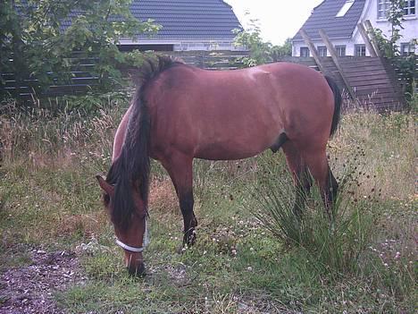 New Forest Kvægenbjergs Scheik RIP - Scheik lidt ude på banen <3 Fotograf: Mig billede 18