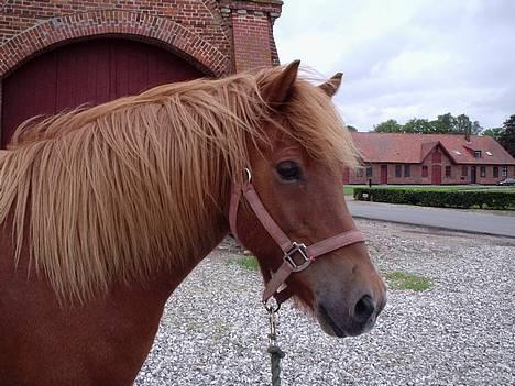 Islænder Landi <3 *solgt* - Foto: Mig billede 1