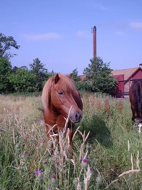Islænder Landi <3 *solgt* - Synes selv at det her billede er ret godt.. =) Foto: Mig billede 3