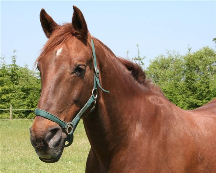 Hannoveraner Gaston - Se den smukke hest billede 2