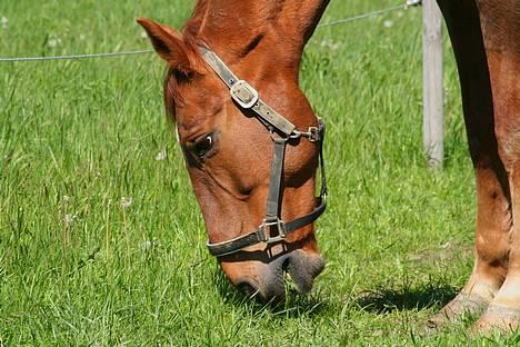 Hannoveraner Gaston - He... lige kommet på græs 2007 billede 3