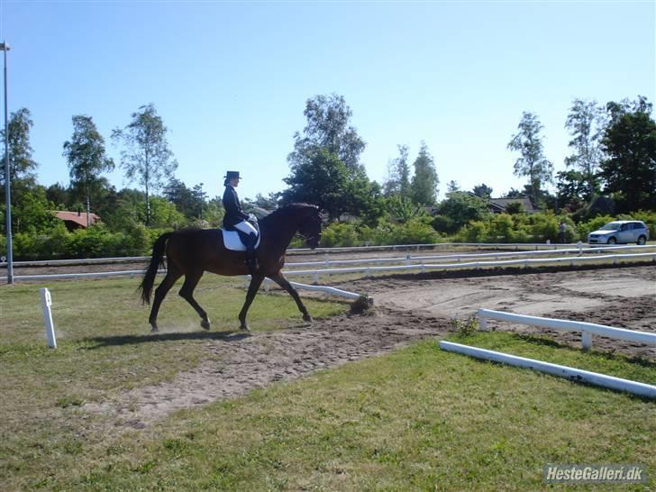 Hannoveraner Sir Sandro (kæmpe) R.I.P - MB med sigga forår/sommer 08 billede 15